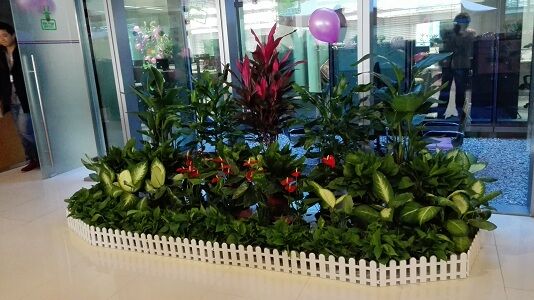 杭州植物租赁